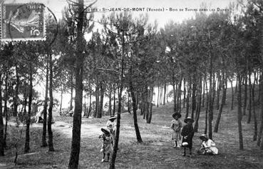 Iconographie - Bois de sapins dans les dunes