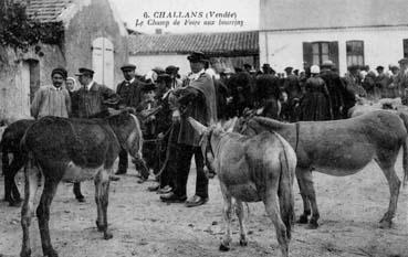 Iconographie - Le champ de foire aux bourrins