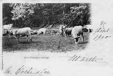 Iconographie - Boeufs Vendéens au pâturage