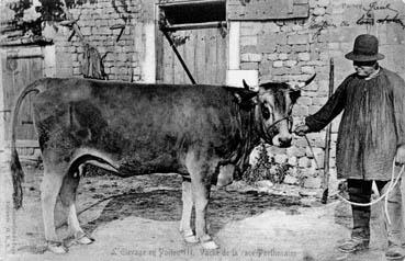 iconographie - L'élevage en Poitou III - Vache de la race Parthenaise