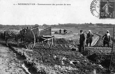 Iconographie - Ensemencement des pommes de terre