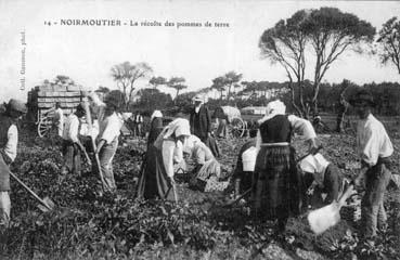 Iconographie - La récolte des pommes de terre