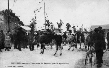 Iconographie - Gouville - Présentation des taureaux pour la reproduction