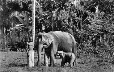Iconographie - Eléphant and Cub, Kandy