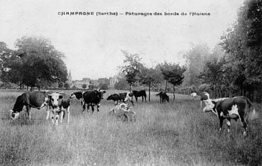 Iconographie - Champagne - Pâturage des bords de l'Huisne