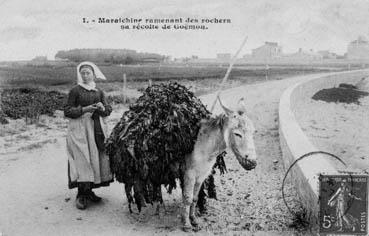 Iconographie - Maraîchine ramenant des rochers sa récolte de goémon