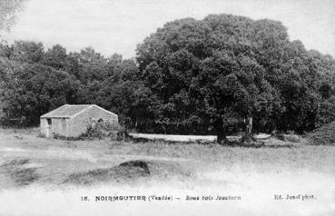 Iconographie - Sous-bois Jacobsen