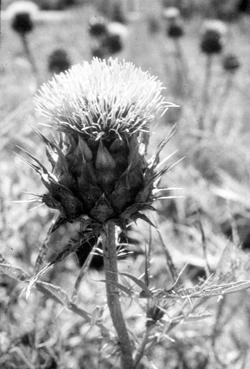 Iconographie - Chardonnette plante utilisée pour faire cailler le lait