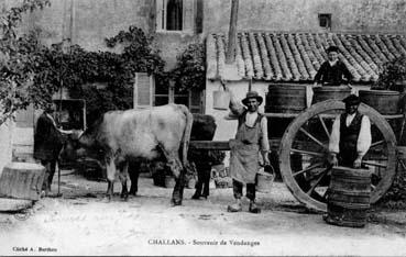 Iconographie - Souvenir de vendanges