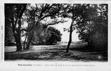 Iconographie - Sous-bois, au bord de la mer près Fort Saint-Pierre