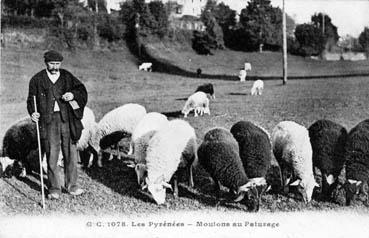 Iconographie - Les Pyrénées - Moutons au pâturage