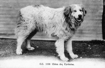 Iconographie - Chien des Pyrénées