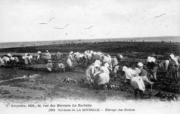 Iconographie - Environs de La Rochelle - Elevage d'huîtres