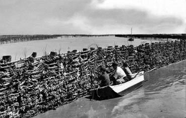 Iconographie - La mytiliculture en Vendée - La cueillette des moules sur les bouchots