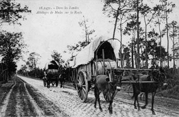 Iconographie - Dans les Landes, attelages de mules sur la route