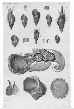 Iconographie - Planche - Les mollusques