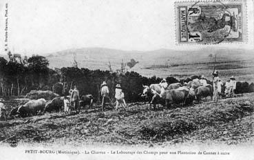 Iconographie - La charrue - Le labourage des champs pour une plantation de canne à sucre