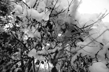 Iconographie - Neige dans les branches à Orouet