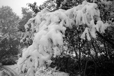 Iconographie - Neige dans les branches à Orouet