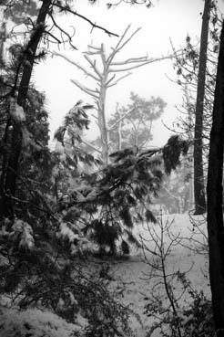 Iconographie - Neige dans la forêt à Orouet