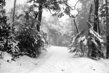 Iconographie - Neige dans la forêt à Orouet