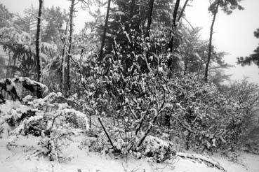 Iconographie - Neige dans la forêt à Orouet