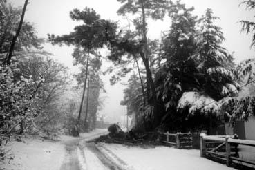 Iconographie - Branche cassée par le poids de la neige à Orouet