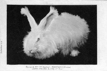 Iconographie - Elevage de Mme Vve Douillard - Lapin Angora blanc (1er prix)