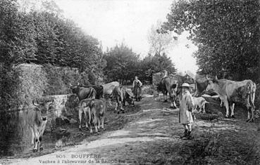 Iconographie - Vaches à l'abreuvoir de la Sénardière