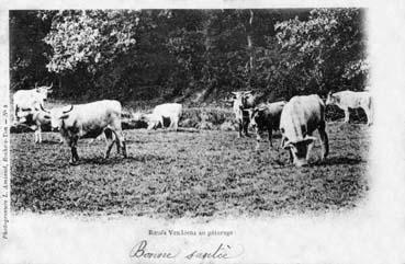 Iconographie - Boeufs vendéens au pâturage