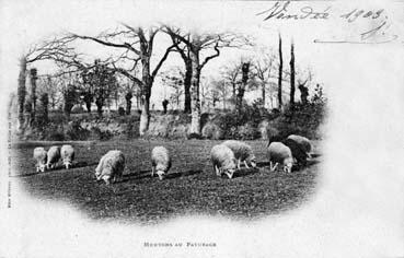 Iconographie - Moutons au pâturage