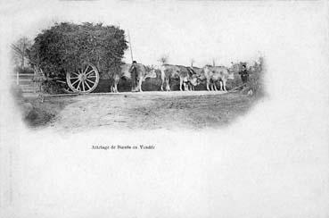 Iconographie - Attelage de boeufs en Vendée