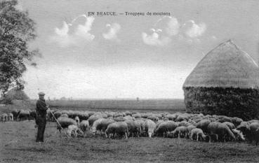 Iconographie - En Bauce - Troupeau de moutons