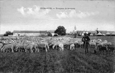 Iconographie - En Bauce - Troupeau de moutons