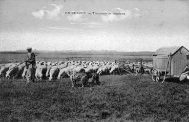 Iconographie - En Bauce - Troupeau de moutons