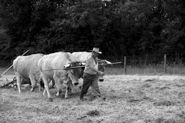 Iconographie - Journée d'étude du liage des bovins, à la ferme du Puy du Fou