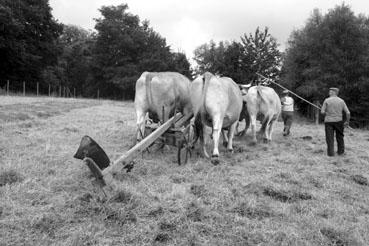 Iconographie - Journée d'étude du liage des bovins, à la ferme du Puy du Fou