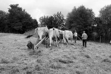 Iconographie - Journée d'étude du liage des bovins, à la ferme du Puy du Fou