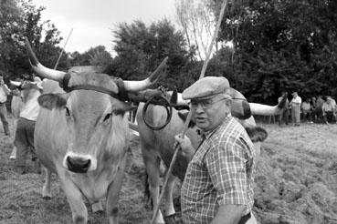 Iconographie - Journée d'étude du liage des bovins, à la ferme du Puy du Fou