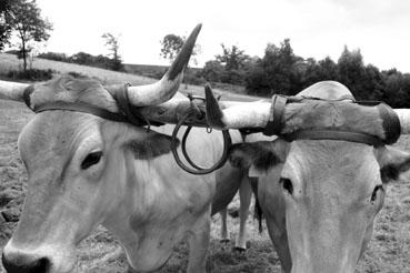 Iconographie - Journée d'étude du liage des bovins, à la ferme du Puy du Fou