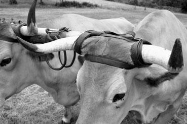 Iconographie - Journée d'étude du liage des bovins, à la ferme du Puy du Fou