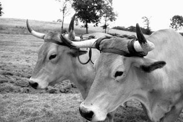 Iconographie - Journée d'étude du liage des bovins, à la ferme du Puy du Fou