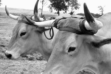 Iconographie - Journée d'étude du liage des bovins, à la ferme du Puy du Fou