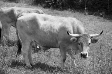 Iconographie - Journée d'étude du liage des bovins, à la ferme du Puy du Fou