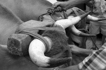 Iconographie - Journée d'étude du liage des bovins, à la ferme du Puy du Fou