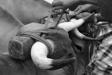 Iconographie - Journée d'étude du liage des bovins, à la ferme du Puy du Fou