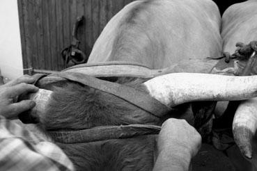Iconographie - Journée d'étude du liage des bovins, à la ferme du Puy du Fou