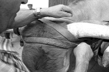 Iconographie - Journée d'étude du liage des bovins, à la ferme du Puy du Fou