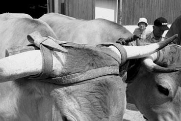 Iconographie - Journée d'étude du liage des bovins, à la ferme du Puy du Fou