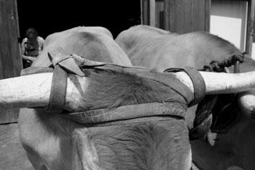 Iconographie - Journée d'étude du liage des bovins, à la ferme du Puy du Fou